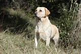 LABRADOR 757